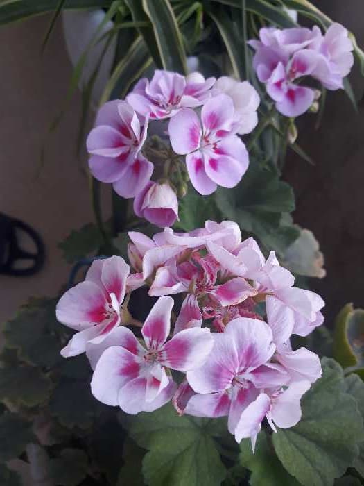 ذهن تکانی
