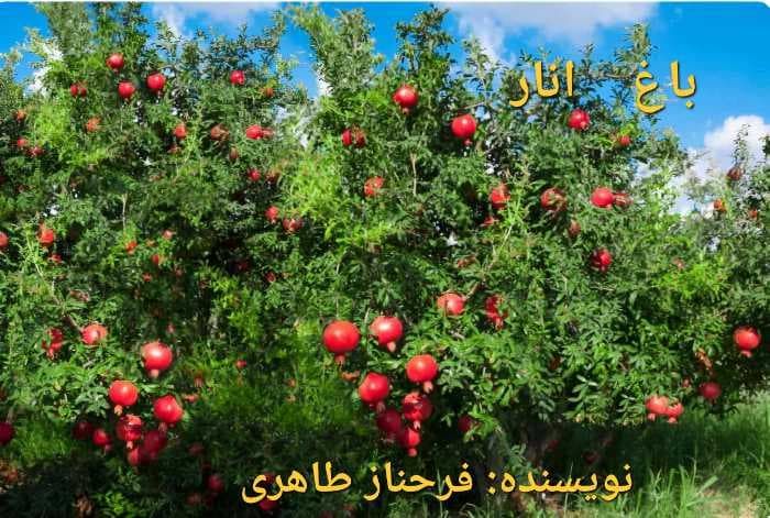 باغ انار